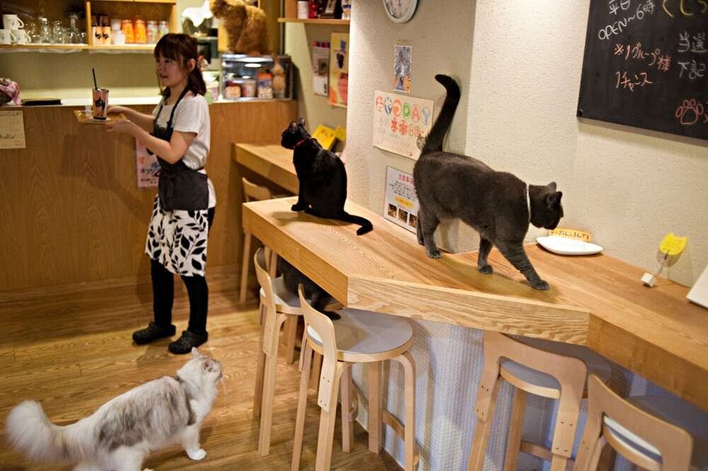 cat cafes 1000x665 cat cafes 1000x665