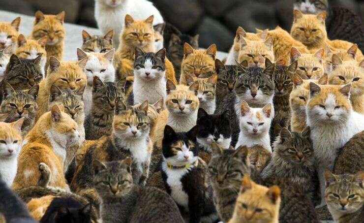 cat island aoshima 740x453 cat island aoshima 740x453