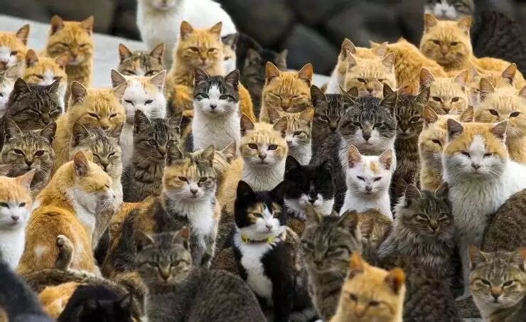 cat island aoshima 740x453 cat island aoshima 740x453