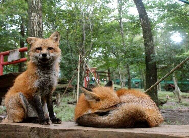 fox village 740x542 fox village 740x542