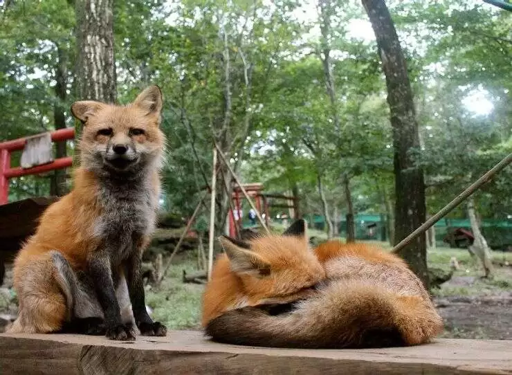 fox village 740x542 fox village 740x542