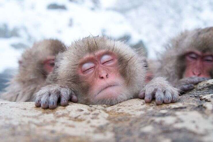 monkey park japan 740x493 monkey park japan 740x493