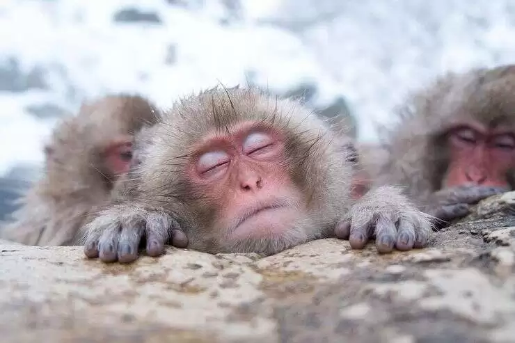 monkey park japan 740x493 monkey park japan 740x493