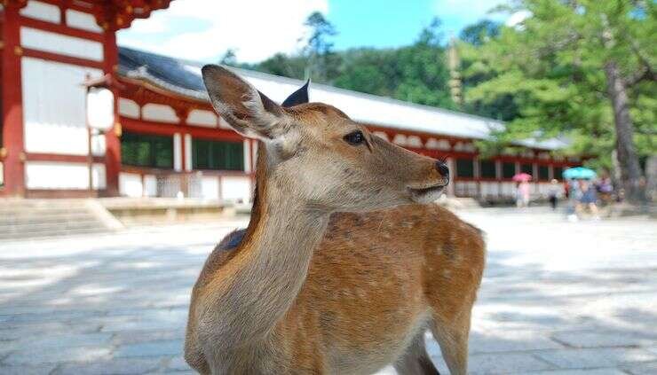nara deer 740x423 nara deer 740x423