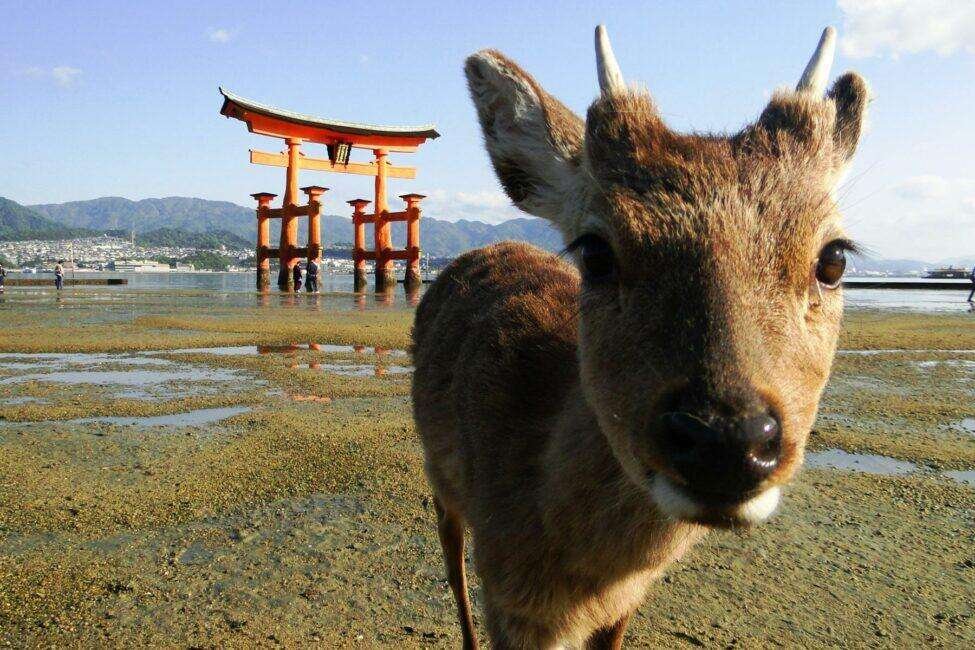Miyajima Happy Island Deer07 975x650