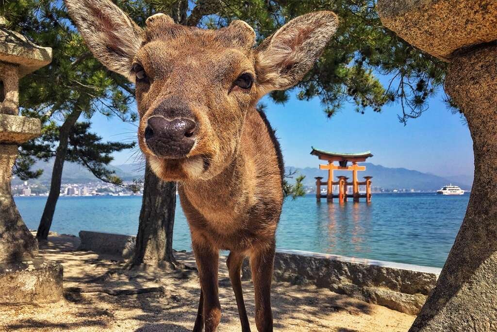 miyajima island and deer 1200x801