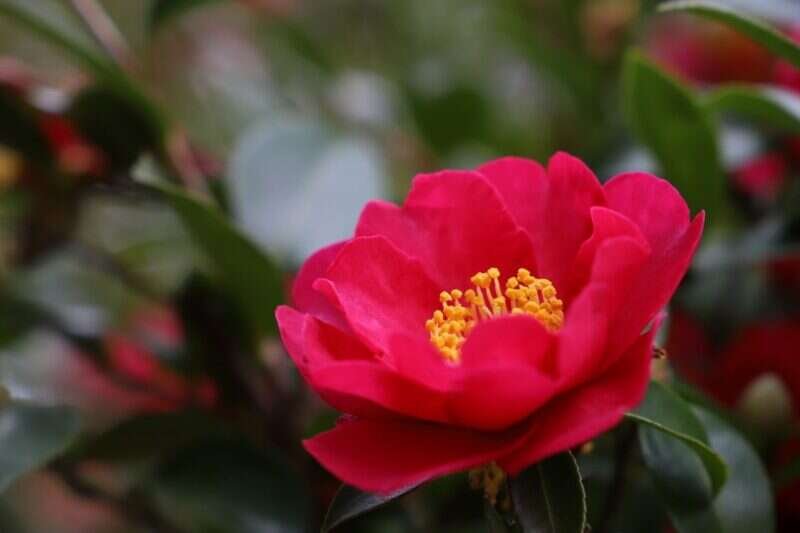 camellia flower