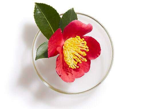 tsubaki oil japanese beauty